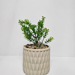 Piantina decorativa