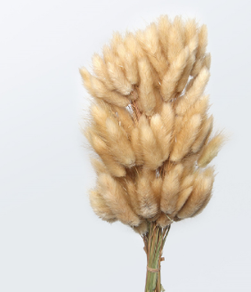 Fiori secchi  Lagurus beige