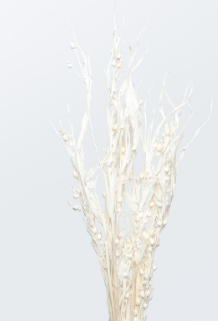 Fiori Secchi Lino Bianco