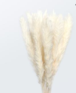 Fiori secchi di Pampas