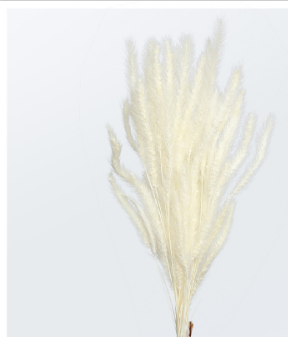 Fiori secchi Setaria